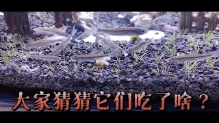 白條魚入缸後第一餐，猜猜吃了啥？ 餐條魚食是烏鶇百舌鳥提供的原生魚野采與飼養方法，鶇龜先生養魚視頻