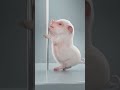 Cutie Pig Good Dancing