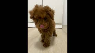 吃飯心情很nice 的小狗🐶 #dog #cute #puppy #love #funny #youtube #cutedog #youtubeshorts #shorts #short