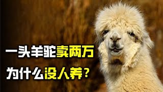 为什么中国人不吃羊驼？在国外当肉吃的羊驼，在中国被当宠物养？