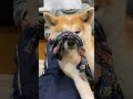 鼻の上に変なものを載せられてもすんなり受け入れる可愛い秋田犬こむぎ【akita inu】