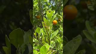 எங்கள் பண்ணையில் புளிப்பு ஆரஞ்சு | sour orange 🍊 in our farm