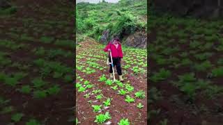 Skilled Farmers Fertilizing Vegetable Field #satisfying #short