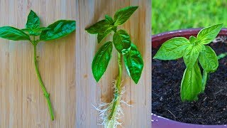 How to Grow Basil from a Cutting | Root and Propagate Basil in Water