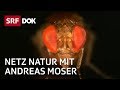 Invasive Arten in der Schweiz (1/2) | NETZ NATUR mit Andreas Moser | DOK | SRF