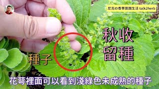 秋收｜羅勒 / 紫蘇｜自行留種