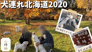 【犬連れ北海道旅行2020③】〜小樽編〜秋の小樽を満喫🍁go toトラベルを使って犬と泊まれる宿に宿泊♪/小樽運河/北海道犬オフ会 in 手宮公園【北海道犬・ビションビーグル】