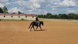 2022 Snipers Smoking Gun filly in training with Cruz Reining Horses