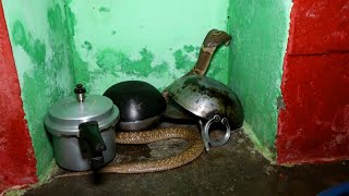 बरसो बाद मिला इतना गुस्सैल और खतरनाक चंद्र नाग वो भी रसोई में।Angry spitting Monocled cobra rescued.