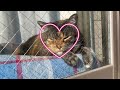 日向ぼっこでニャルソックwatching outside while sunbathing ねこ 保護猫と暮らす 保護猫 cat 4k 猫 catvideos catlove