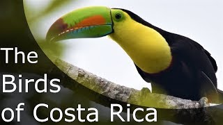 The Amazing Birds of Costa Rica's Pacific Slope