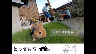 とっさん家 #4　ウサギ萌え！ネザーランドドワーフのいる生活！　　ネザーランドドワーフ/ウサギ/うさぎ/Rabbit/Netherland Dwarf rabbit/うさんぽ/とっさんち