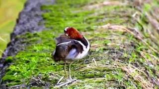 タマシギ♀の求愛ディスプレイ【　Female Greater Painted Snipe courtship display　】