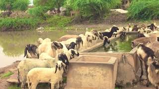 ઘેટા બકરા | geta bakra | sheep india | maldhari ni mojj kutch