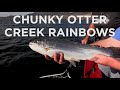 Catching Hard-Fighting Rainbow Trout at Otter Creek