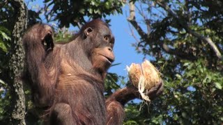 リキとヤシの実　Riki and Coconut  オランウータン　　多摩動物公園