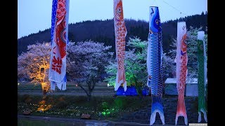 JG 福島  一度は行きたい 夏井千本桜 Fukushima Natsui Senbonsakura