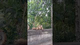 අප්පටසිලි 😲 රිලා පැටියා වැටුණා #shortsvideo #shortsfeed #monkey #viralvideo #kandy #trending #funny