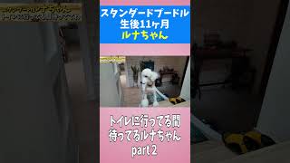 トイレに行ってる間、待ってるスタンダードプードルの子犬part２　Standard poodle puppy waiting while you go to the toilet part 2