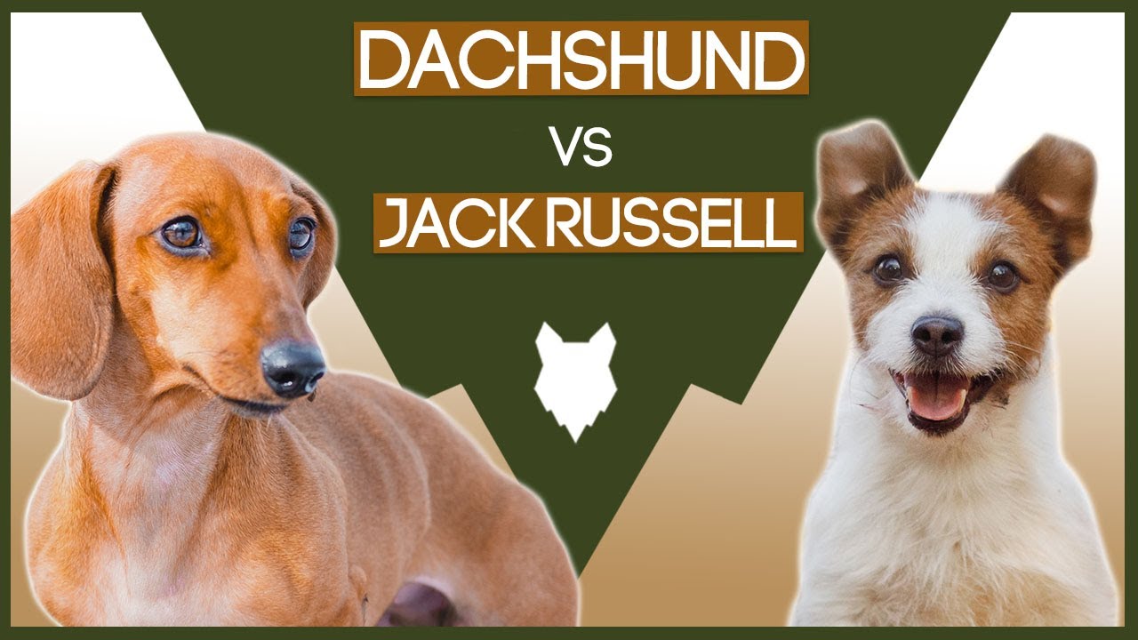 DACHSHUND VS JACK RUSSELL! What's The Difference!? - YouTube