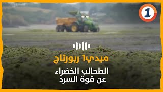 الطحالب الخضراء عن قوة السرد