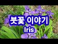 붓꽃.iris.아파트 언덕에 피운 정겨운 꽃