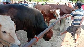 SCARICA SAPI4