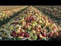 scientists threw 25 000 tons of apples into a field. 20 years later something amazing happened