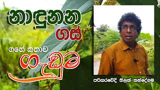 නාඳුනන ගස් \