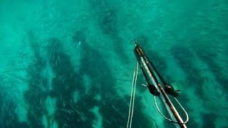 Surrounded by a School of Bait Fish || Spearfishing in Jamaica #aquaticprince #spearfishing #jamaica