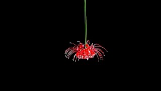 彼岸花 - Spider Lily -