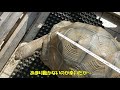 うちのゾウガメを測ってみたよ（全長）i measure the length of an elephant tortoise.