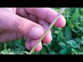 berseem and alfalfa difference between alfalfa u0026 berseem leguminous crops saqib hayat