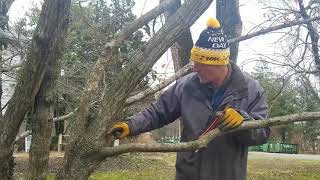 3 Step Pruning for Deciduous Trees