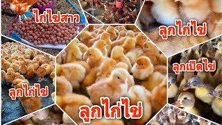 แหล่งจำหน่าย เป็ดพันธุ์ไข่ ไก่พันธุ์ไข่  ลูกไก่ไข่ ลูกเป็ดไข่ ลูกเป็ดบาบารี่   โทร  0627930538