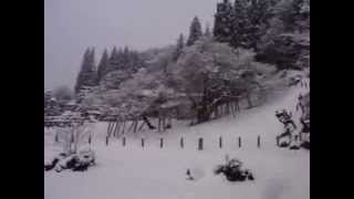 雪の臥龍桜