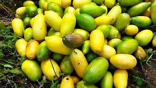 kan nimbu \u0026 limbu a vawikhat nan ka seng ve. hoviau mahse ka hlimpui ve sia