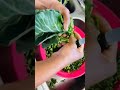 How To Cut Collard Greens/How African cut collard greens. #howtocutcollardgreens #africanfood #howto