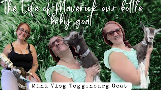 We have a House Bottle Baby Toggenburg Goat😂