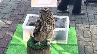 【東武動物公園×宝登山小動物公園　移動動物園】ベンガルワシミミズク（※名前は「フィール」）