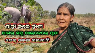 ବେର ବେସା ସବୁ ଧୂର୍କୁଟ || ଚାଷୀର ଜୀବନ କାନ୍ଦୁଛି || Amamunda Elephant video