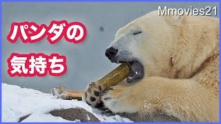 ホッキョクグマ リラがパンダに!？ 竹を食べる Polar Bears Life