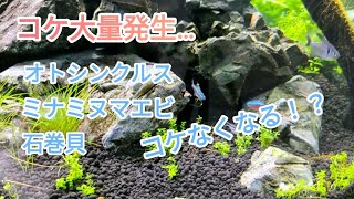 【900水槽】コケが大量に発生・・・コケ取り生体投入しました！ﾐﾅﾐﾇﾏｴﾋﾞ/石巻貝/ｵﾄｼﾝｸﾙｽ【アクアリウム】