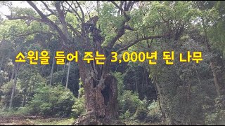 큐슈 다케오신사 녹나무