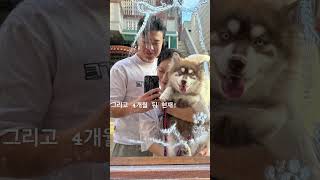 폼스키 성장과정🐶