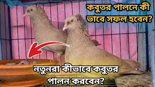 কবুতর পালনের কিছু গুরুত্বপূর্ন টিপস || নতুনরা কিভাবে কবুতর পালন শুরু করবেন?RM Pigeon Lover.