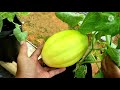 Bermain dan Belajar di Green House Melon!!! Ada Macam - Macam Jenis Melon Disini...