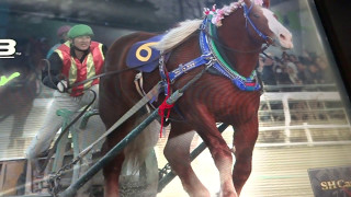 スタホ３　発動馬５　レアヴェントゥーレ　３０戦目