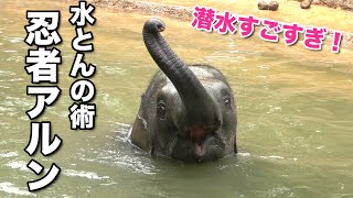 プールに潜って見えなくなる忍者アルン！新しい水遊び「水とんの術」を練習  Diving ninja Arun! How long can he dive? An elephant child