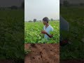 పత్తి చెను dosubscribe farmar farming shorts dosubscribe youtube